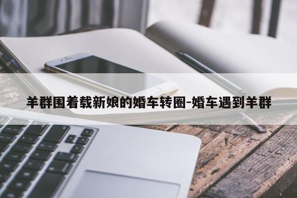 羊群圍著載新娘的婚車(chē)轉(zhuǎn)圈-婚車(chē)遇到羊群